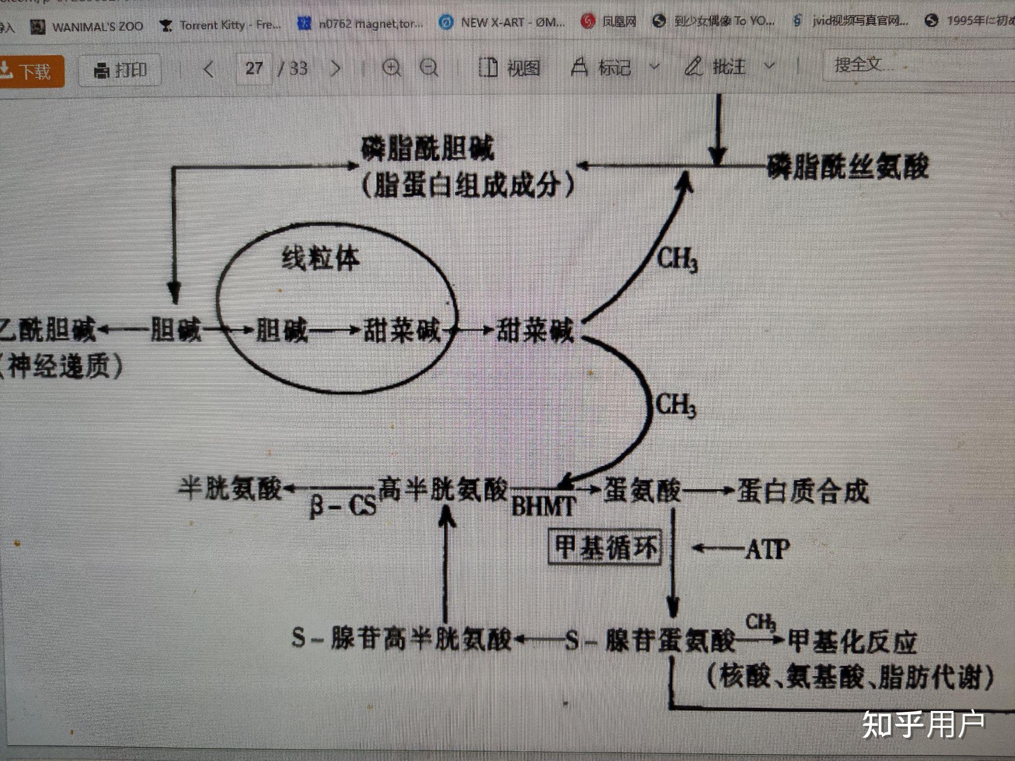直接摄入谷胱甘肽好还是摄入n乙酰l半胱氨酸好