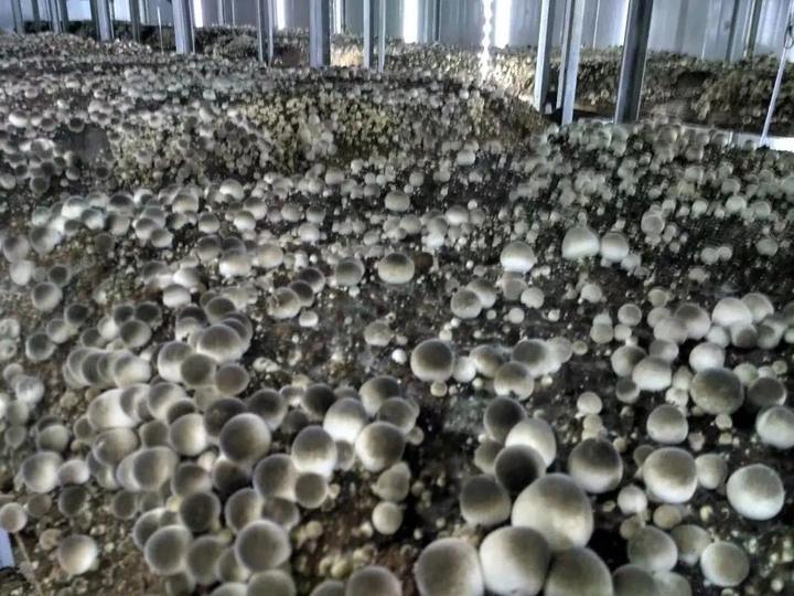 草菇怎么种植才高产?科学管理三步法详解 - 知乎