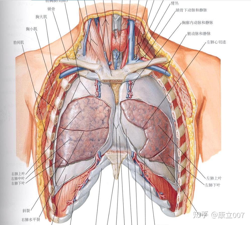 成人的胸腺的位置具體到對應著哪些骨性標誌器官等等