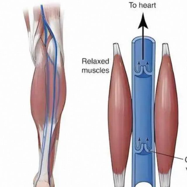 爱抖腿除了会烦到身边的人，是不是可能反而其实对健康有很多好处？
