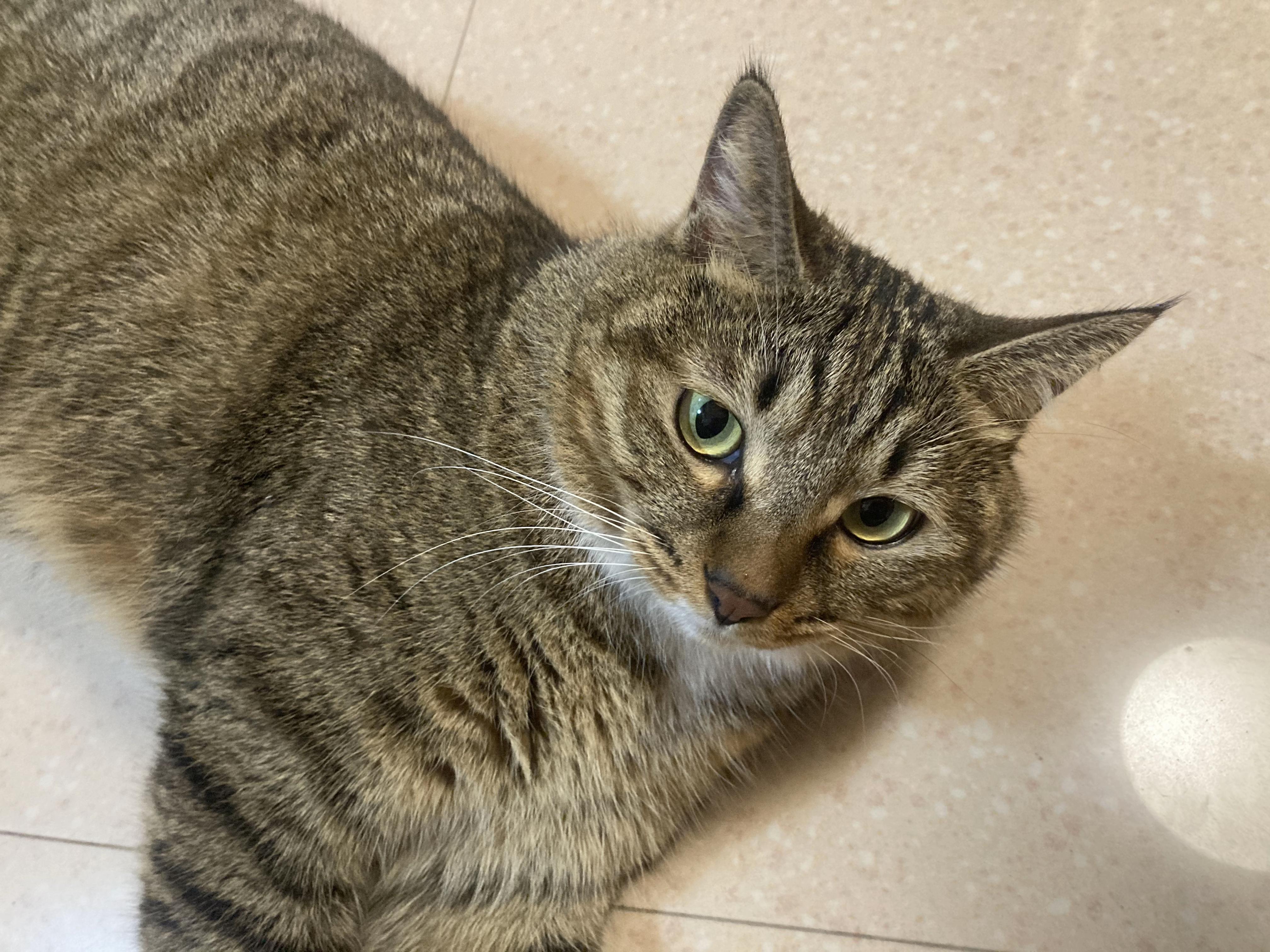 中国特有的狸花猫有多强大?