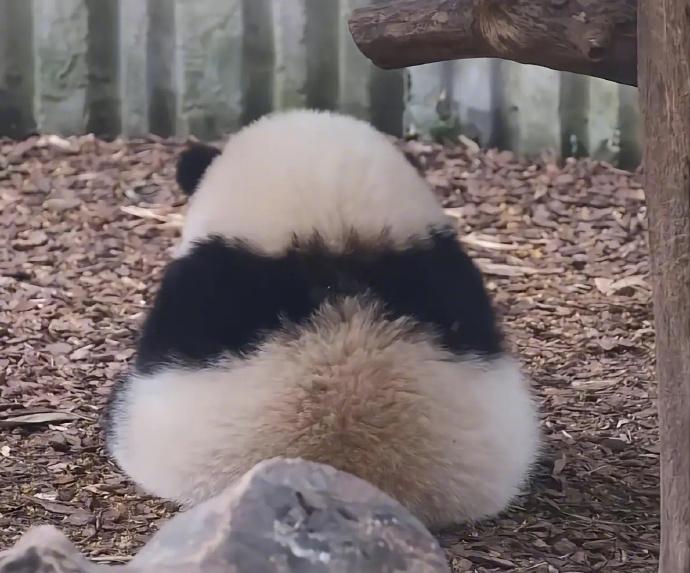 国宝顶流“花花”引领大熊猫热潮，在全世界都拥有粉丝的明星熊猫 知乎