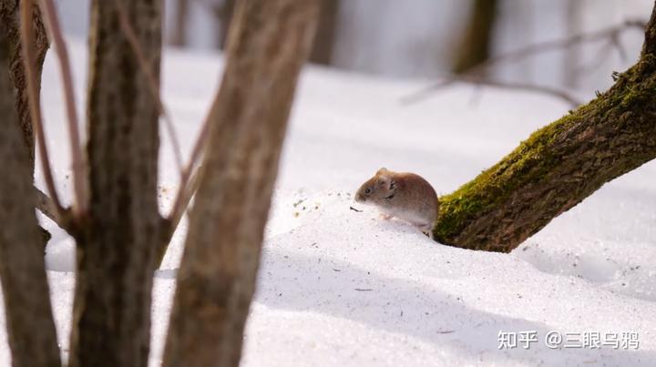 如果将 20 只狼和 500 只鹿放进同一孤岛，最后谁能活下来？