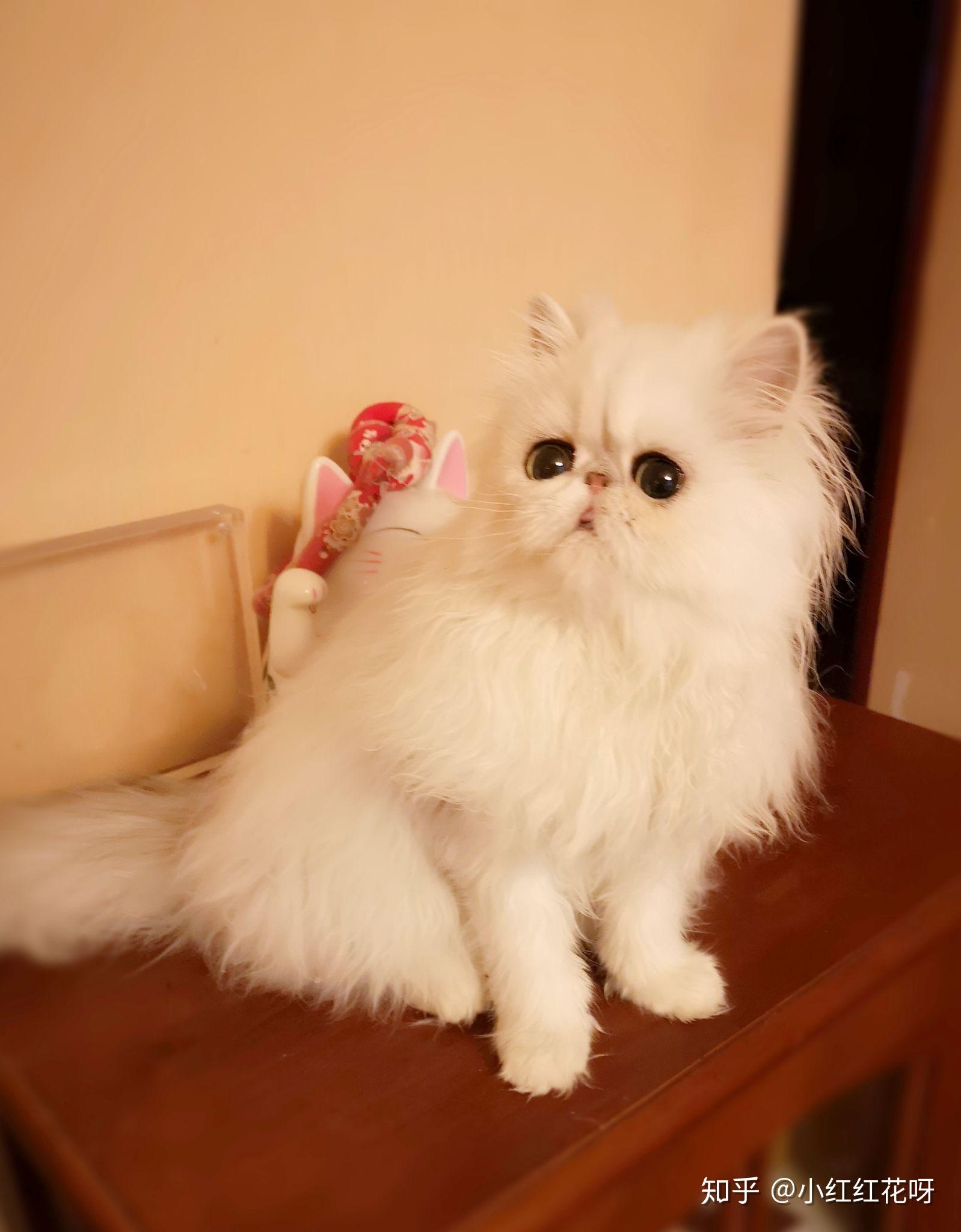 请问这只是纯种金吉拉吗? - 知乎