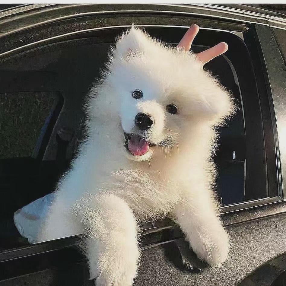 有什么好看的小动物头像