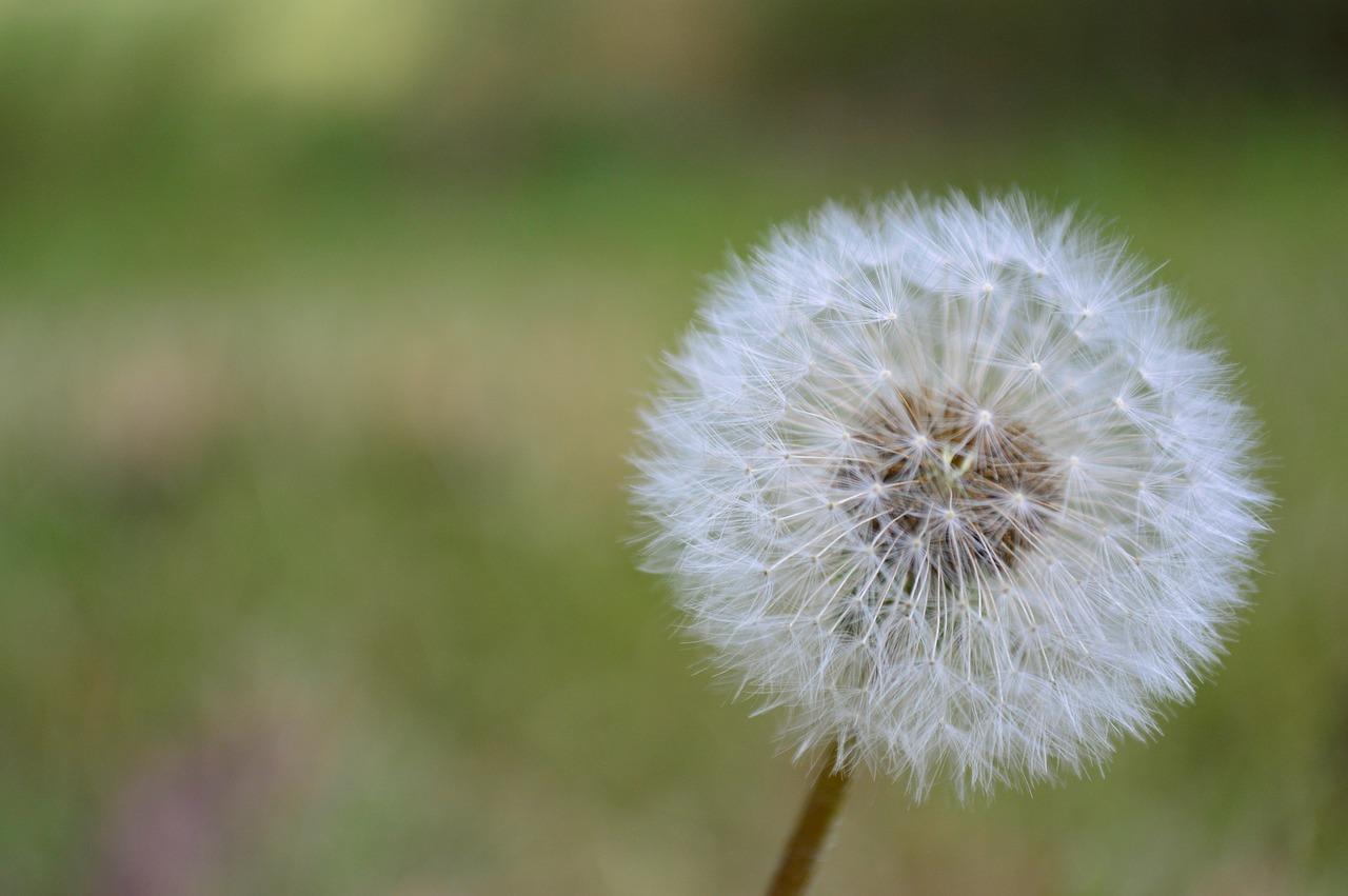 蒲公英是怎么生长的