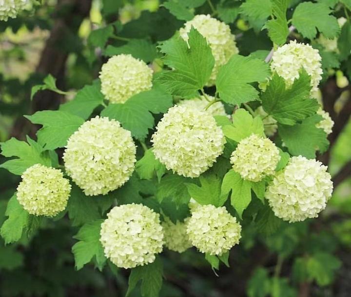 从小苗养成大花树的欧洲木绣球,耐热耐晒,耐寒易开花