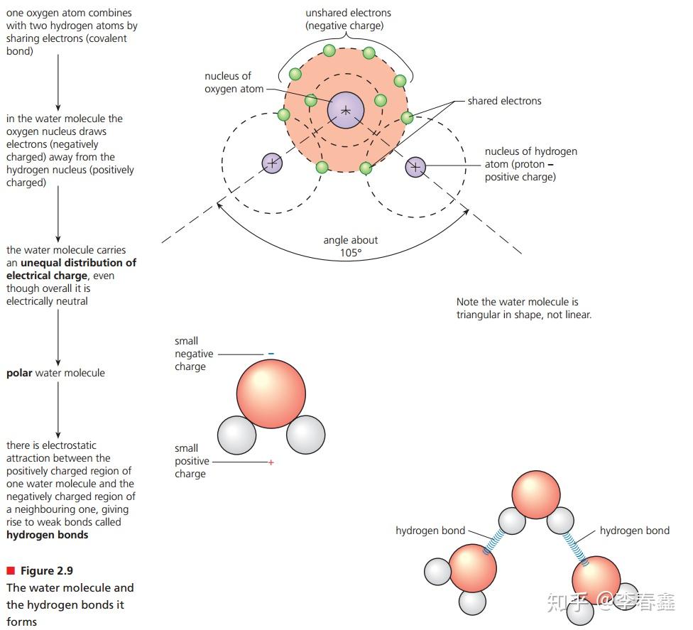 Topic 2.2 Water 水- 知乎