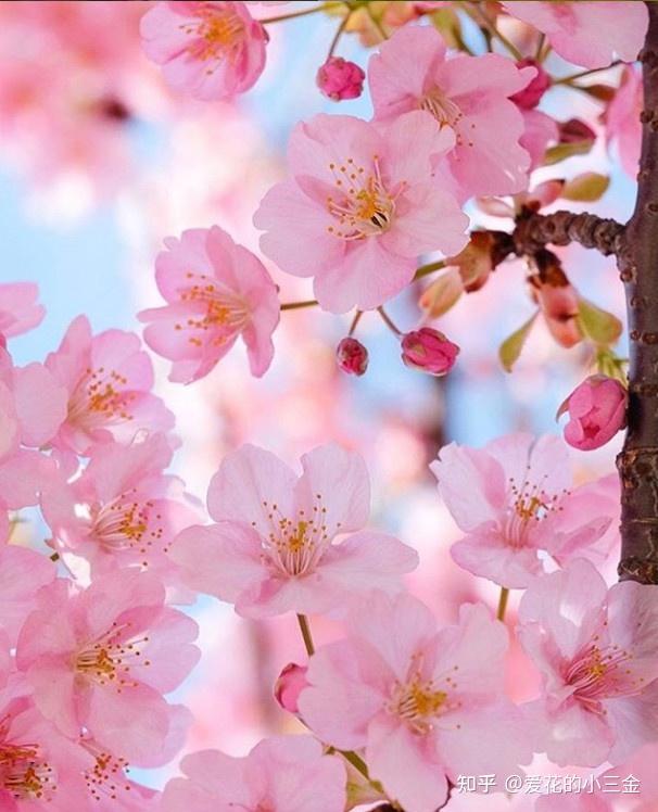 桃花李花梨花图片