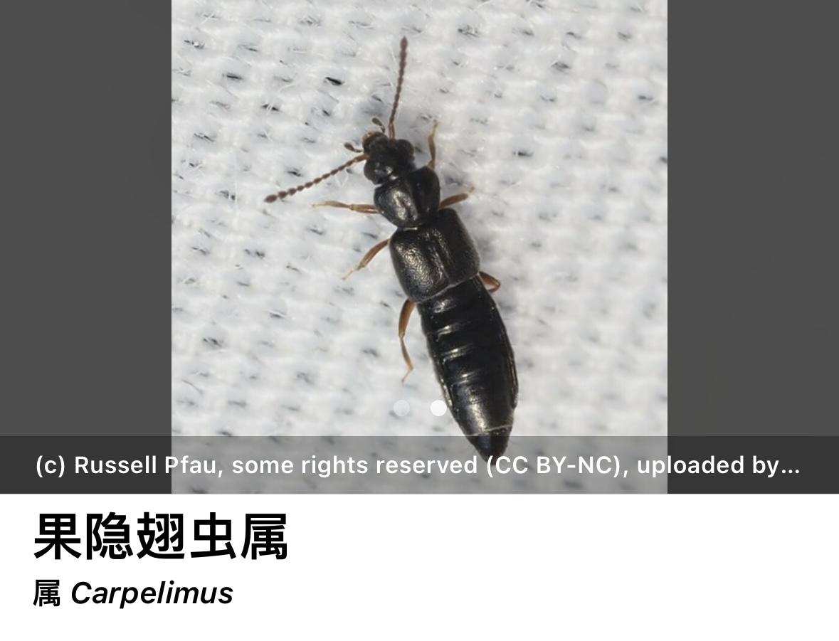 如何根除晚上冒出来的细长小黑虫