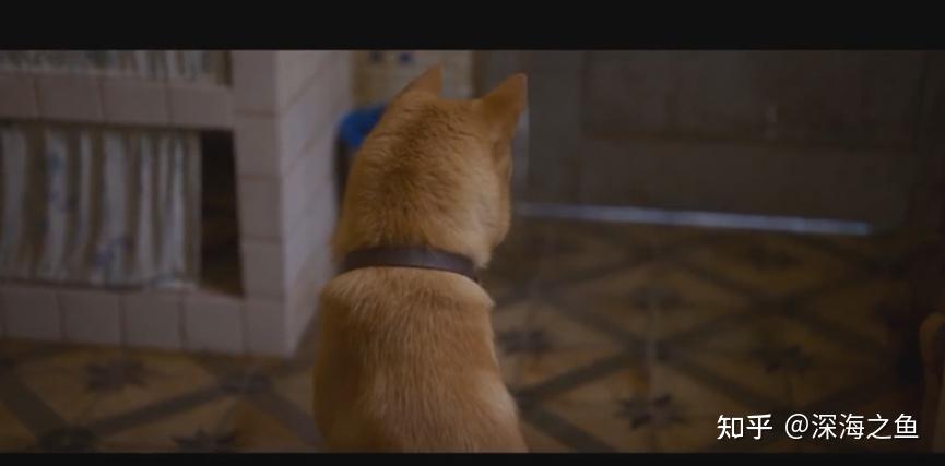 《忠犬八公》拉片分析(剧作、影像、文化等) - 知乎