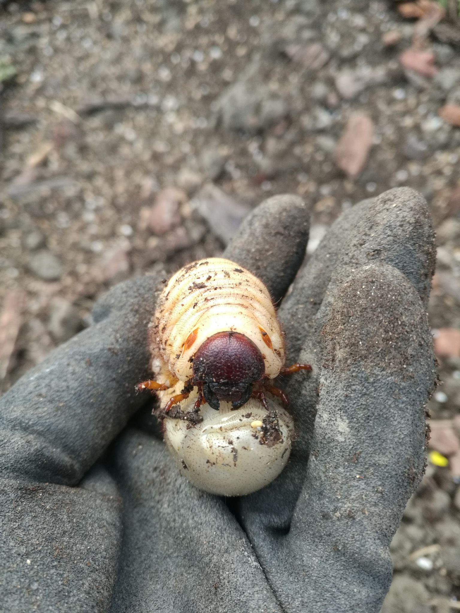 请问什么种类的蛴螬幼虫可以食用
