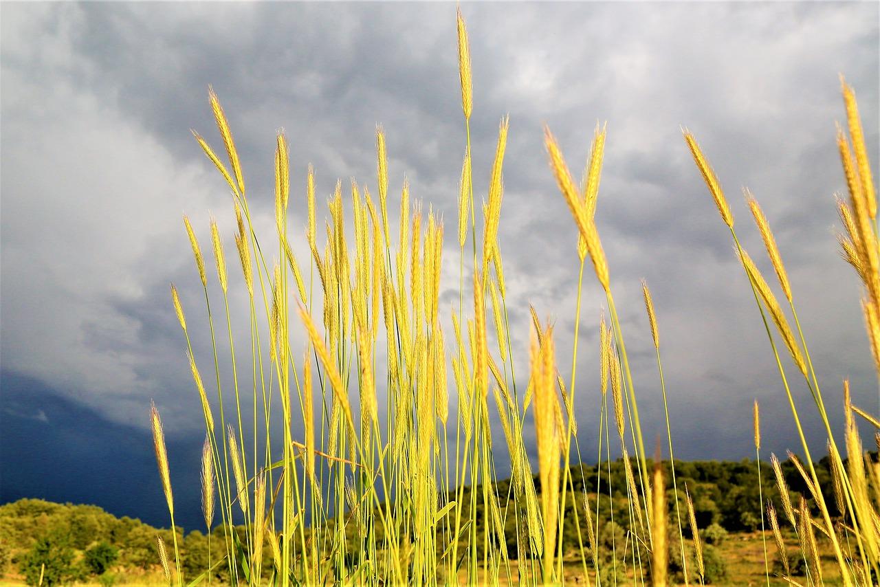 农村小产权房售价