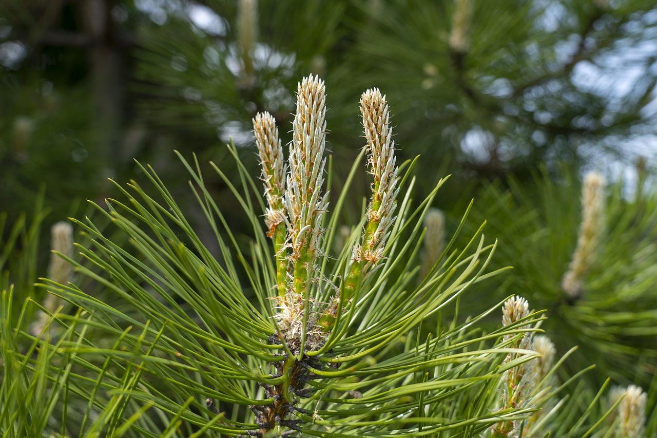 一颗松树多少钱