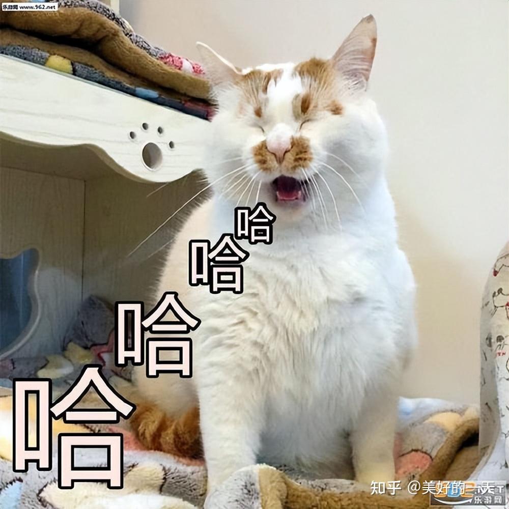 路上“捡到”这5种猫,一定要把它带回家,它会报答你的! - 知乎