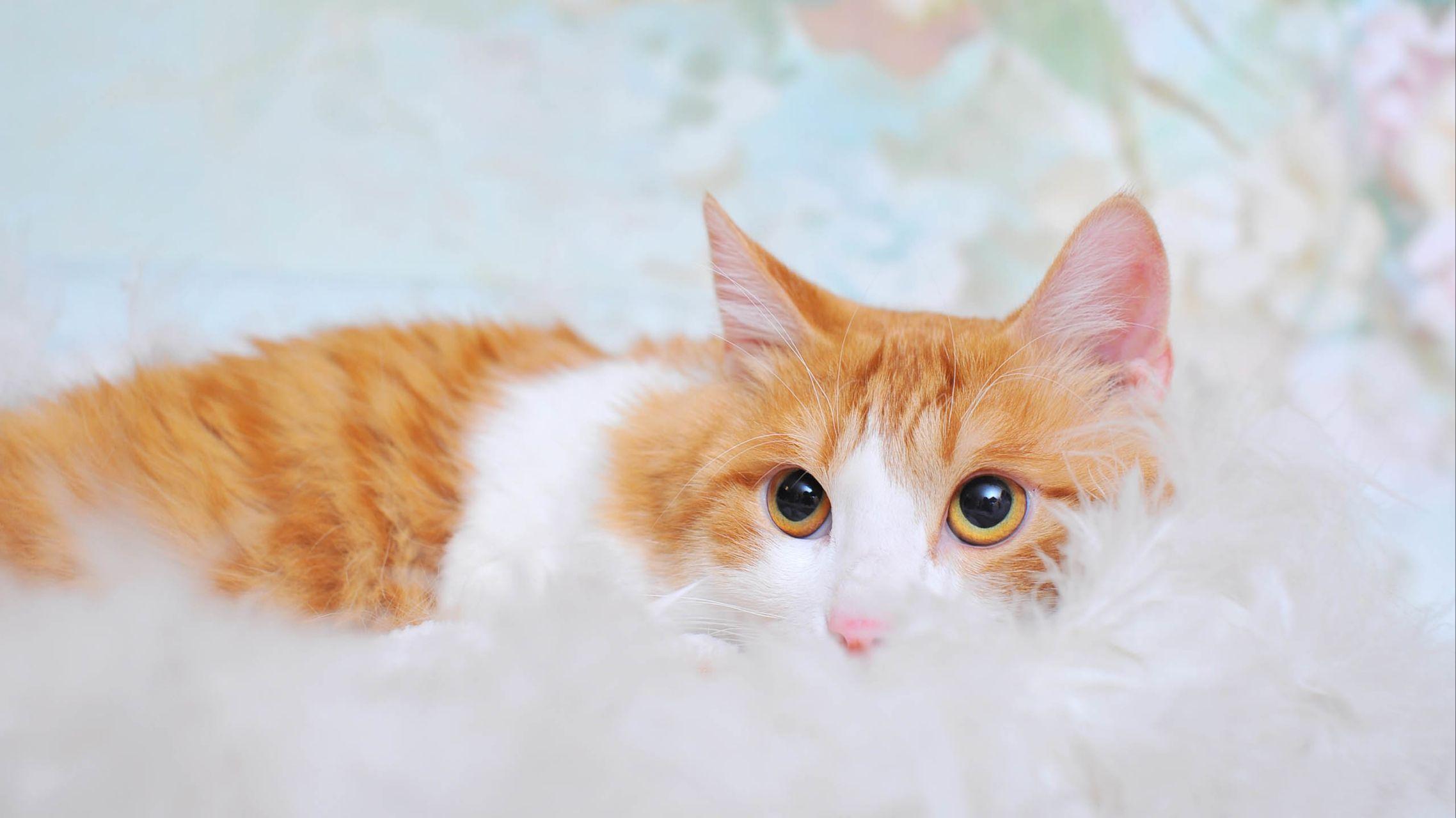 有哪些唯美的猫咪手机壁纸值得分享? - 知乎