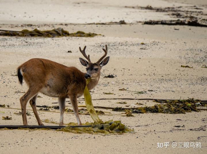 如果将 20 只狼和 500 只鹿放进同一孤岛，最后谁能活下来？
