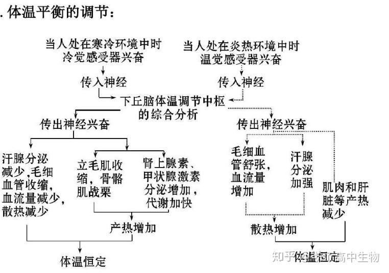 寒冷刺激下为什么促甲状腺激素释放激素促甲状腺激素也会增加负反馈