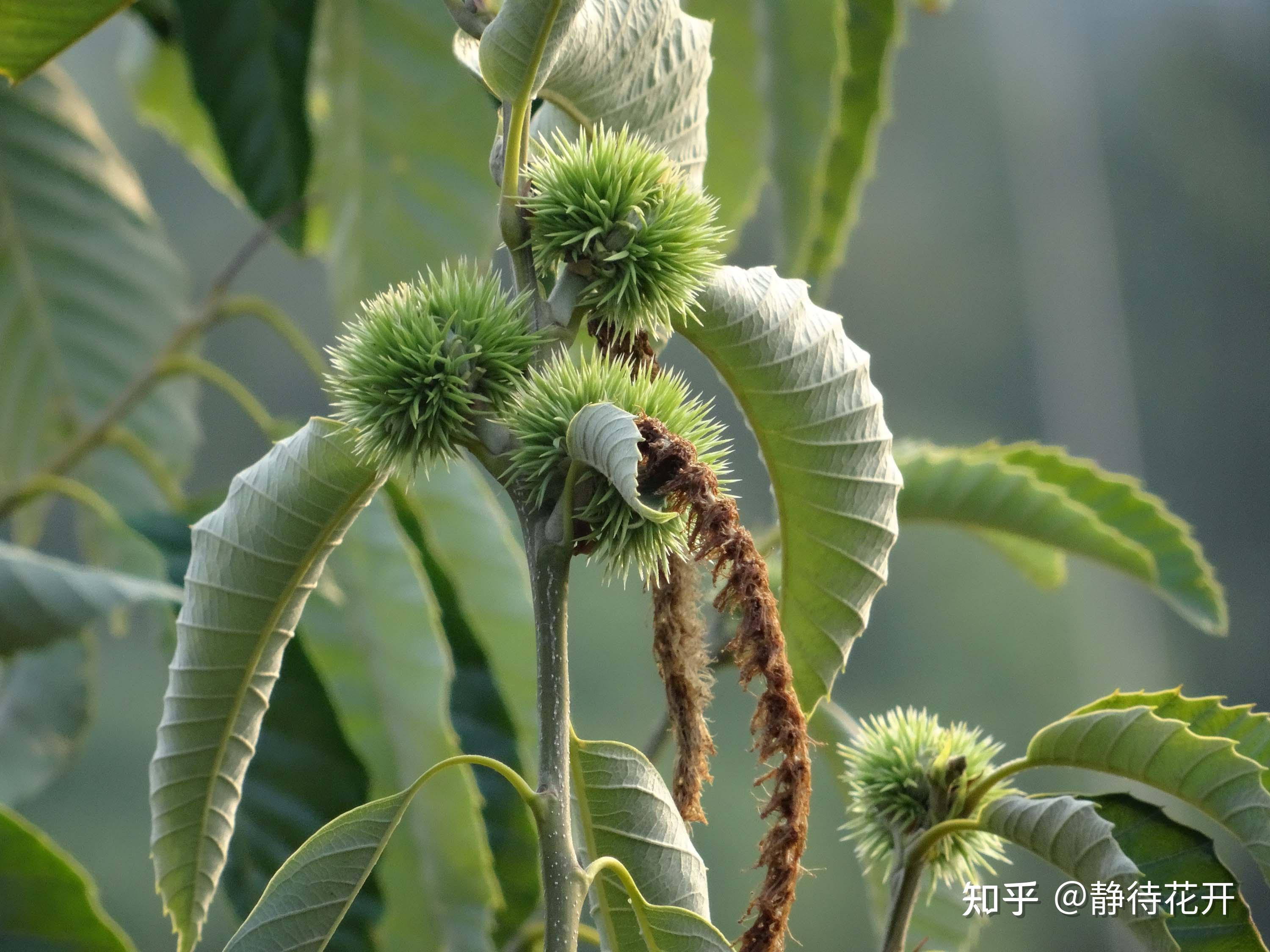 你见过板栗开花吗? - 知乎