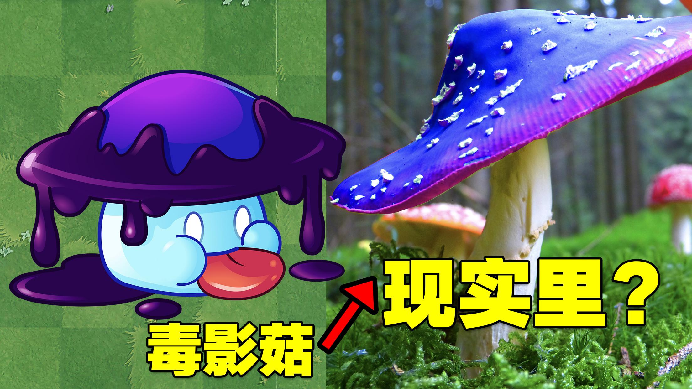 pvz揭秘游戏里的毒影菇在现实中长啥样
