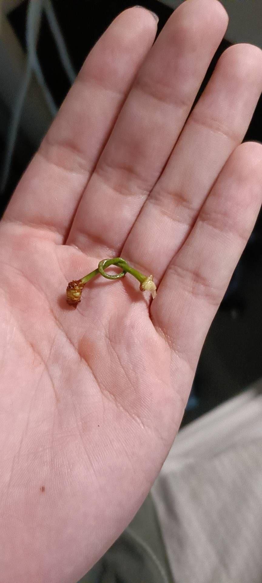 如何用舌头给樱桃梗打结?