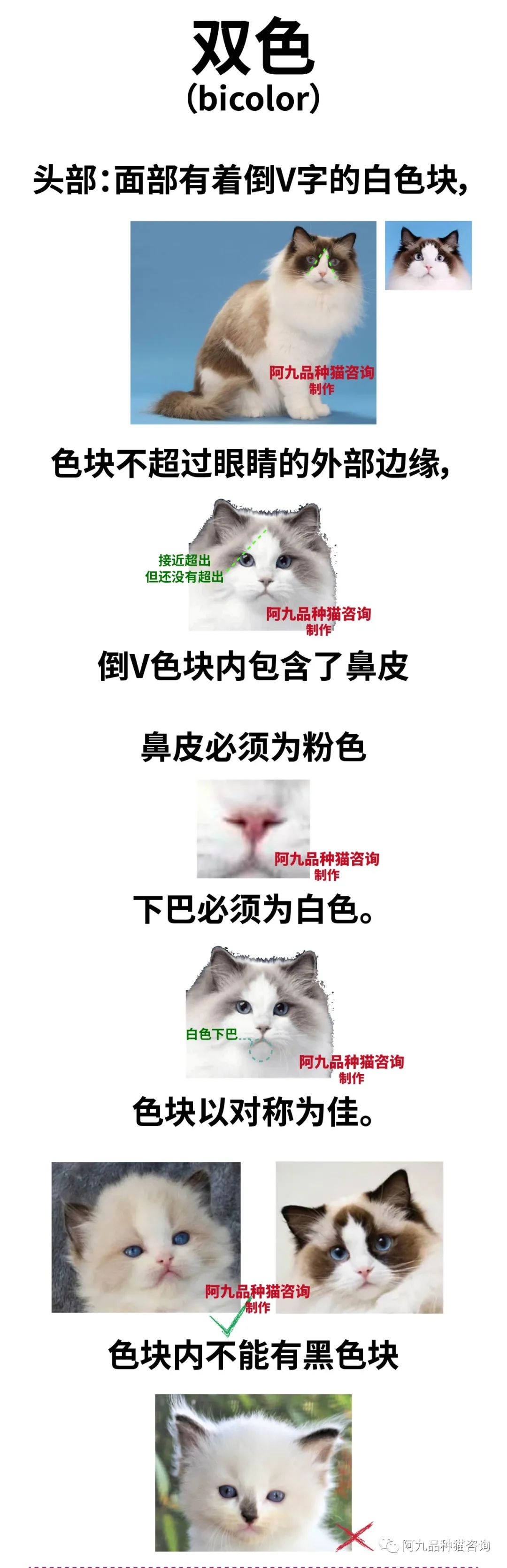 布偶猫失格图片