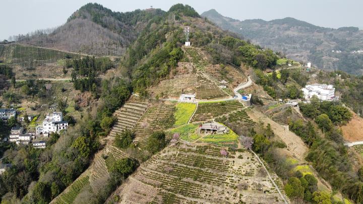 黄山歙县石潭村,高山油菜花海似梦似幻,恍若上帝打翻的调色盘 - 知乎
