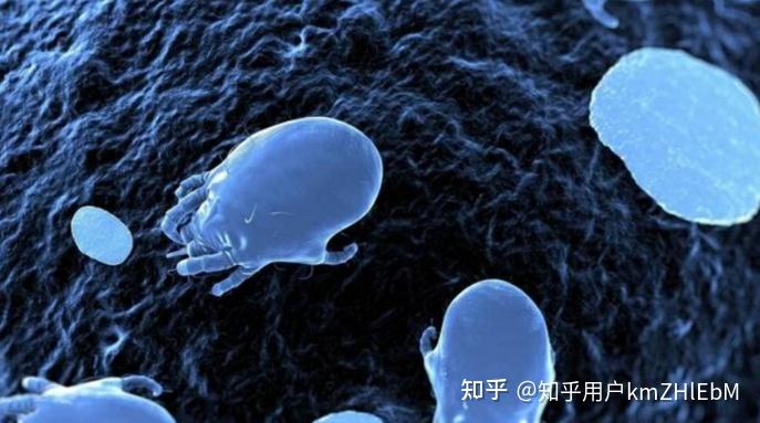 床上除尘除螨仪哪个牌子最好用 ?市场上除螨仪哪个牌子最好用?2026年十大名牌除螨仪全面盘点榜单!