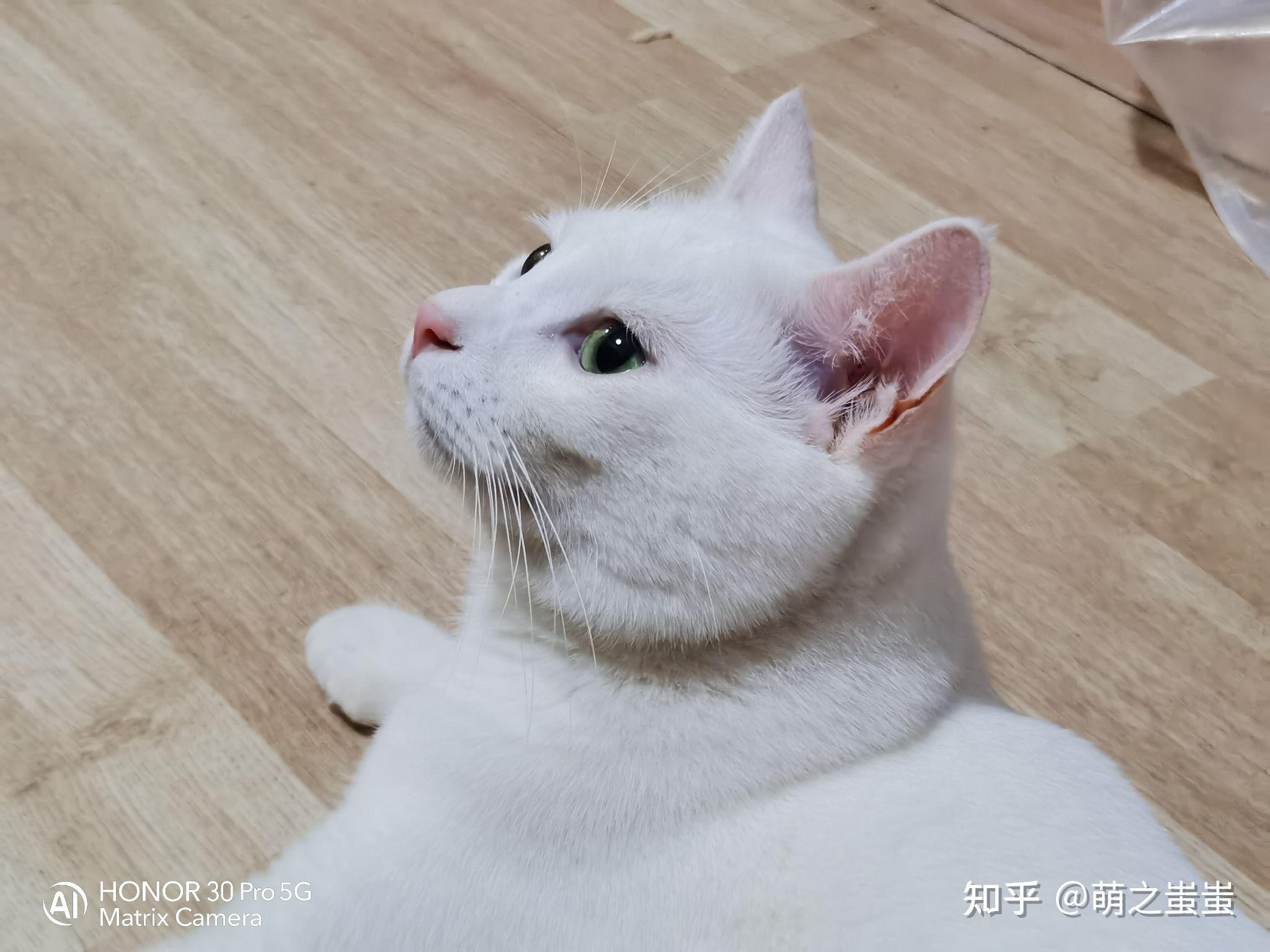 绿眼白猫是什么品种