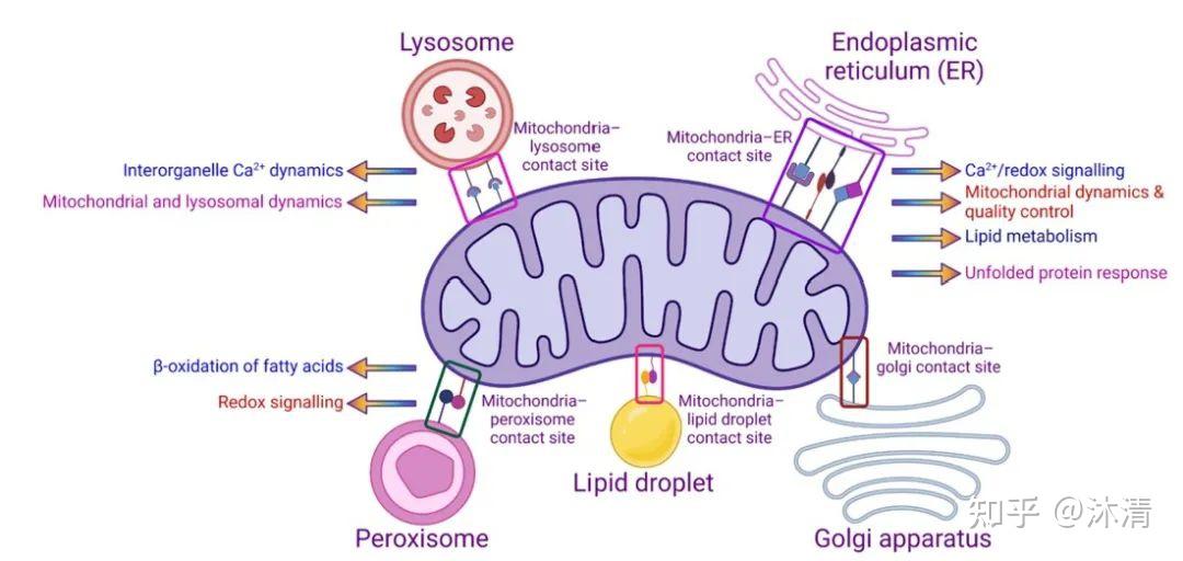 科研学习3.1：细胞器之线粒体 - 知乎