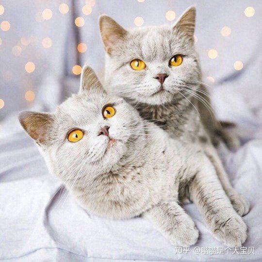 养“公猫”好还是“母猫”好？过来人告诉你，区别很大！ - 知乎