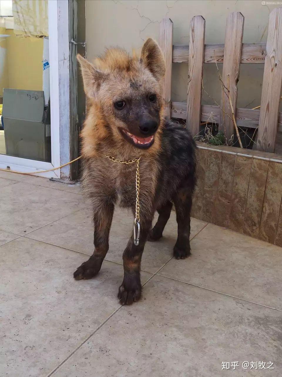 鬣狗能当成宠物饲养吗? - 知乎