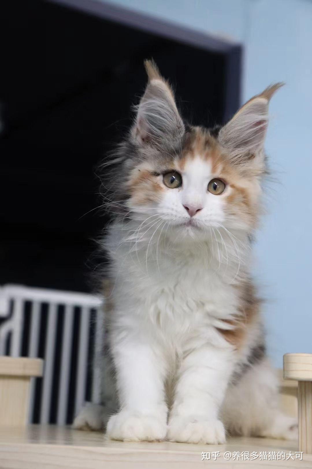 好看的三花色缅因猫长什么样? - 知乎