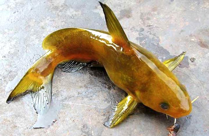 湖北省荆州市洪湖市新堤城区文泉东路锦绣东城小区印