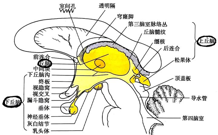 神经解剖-16-上丘脑、底丘脑解剖结构和功能定位 - 知乎