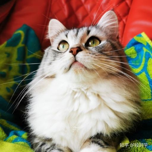 美短返祖什么样子? - 知乎