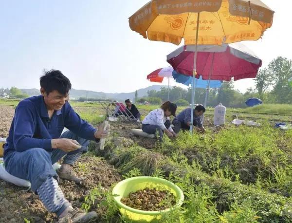 元胡种植根腐病如何防治?元胡根腐病用什么药效果好! - 知乎