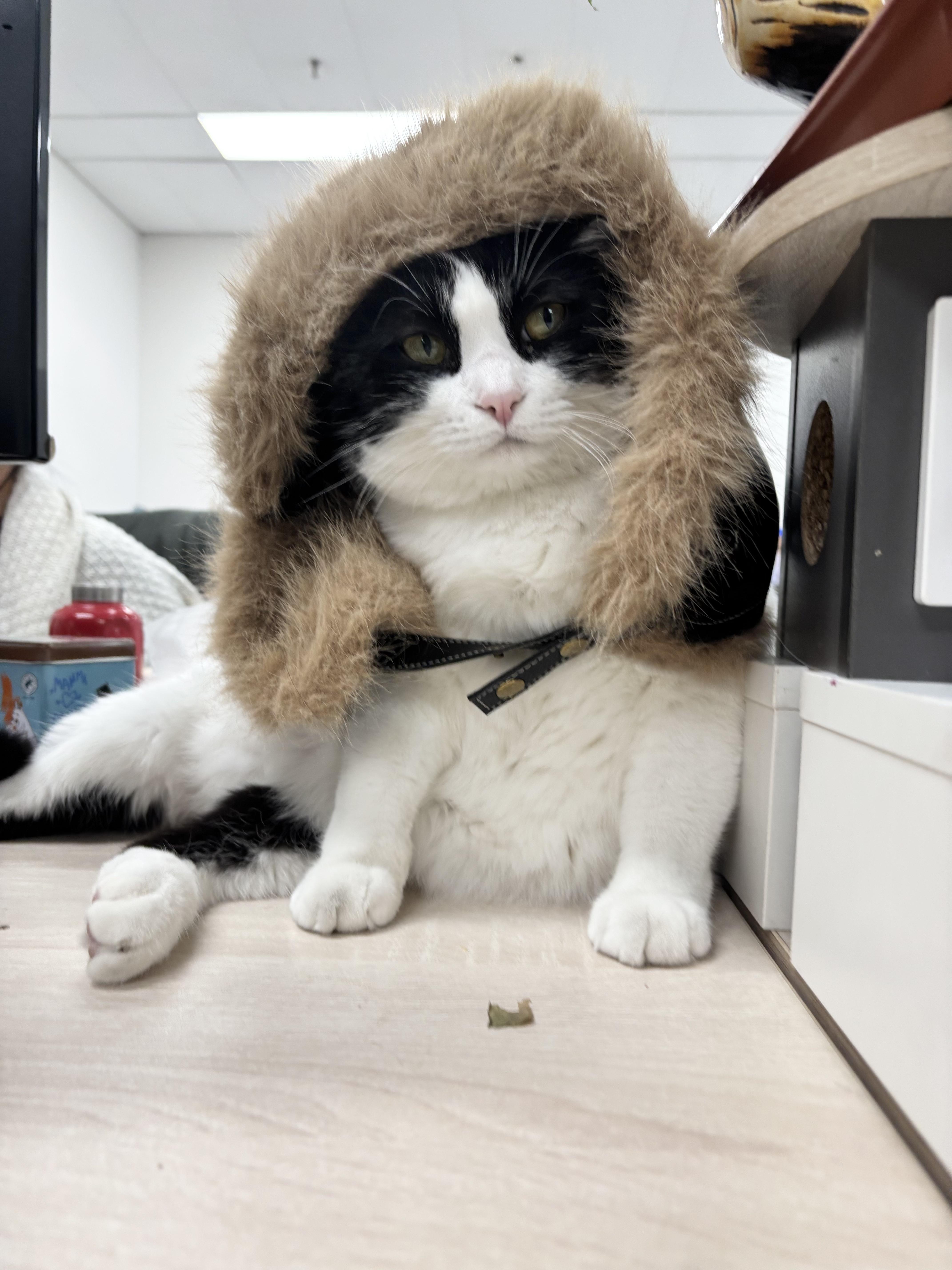 猫猫绝育后会不会记恨主人啊? - 知乎