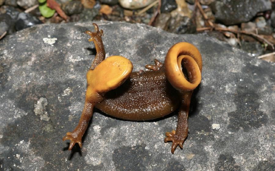 为什么变色龙会变色