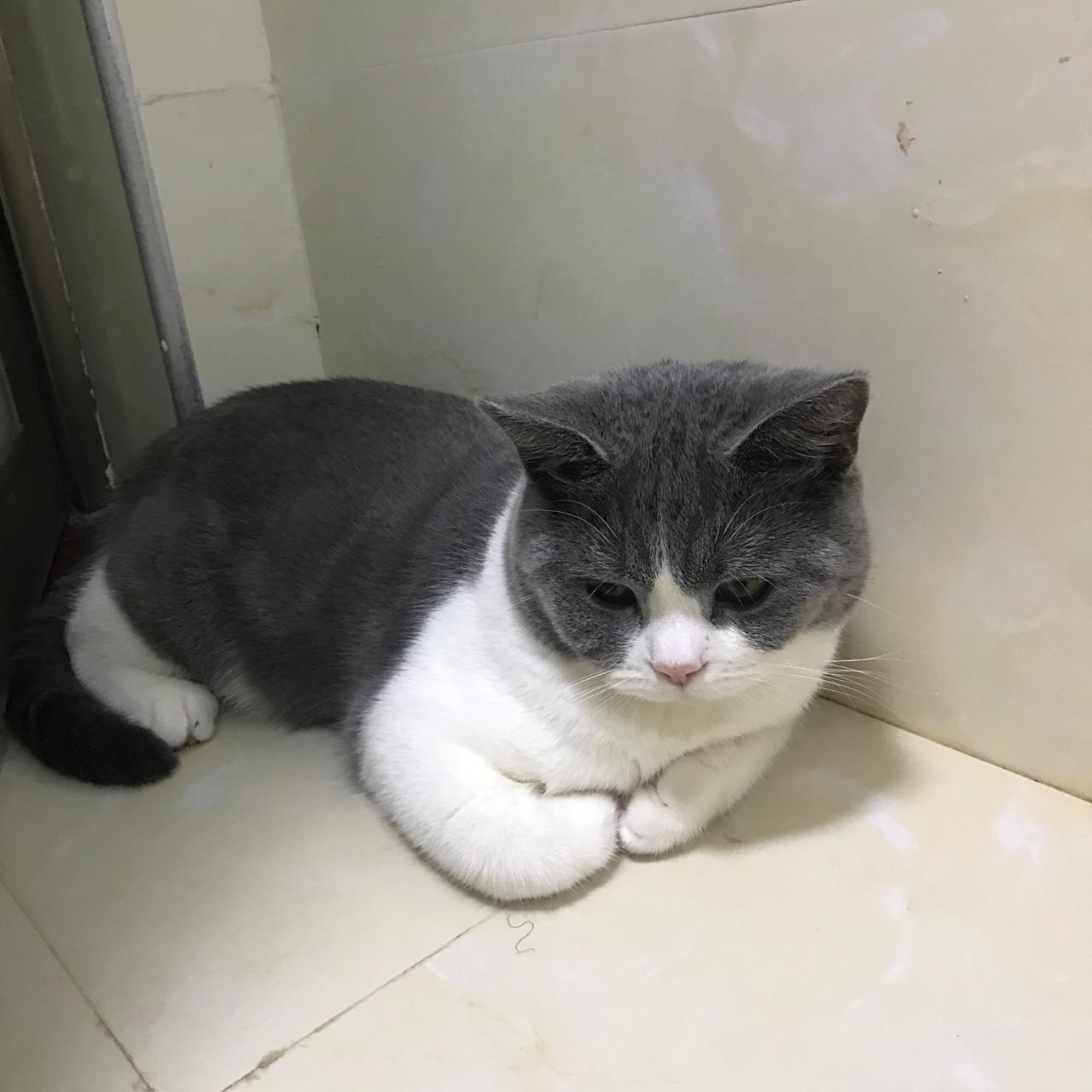 麻烦看看这只英短蓝白多少钱合适