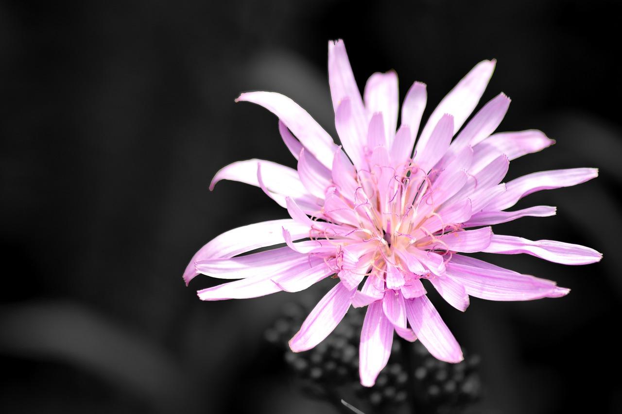 什么花颜色种类最多