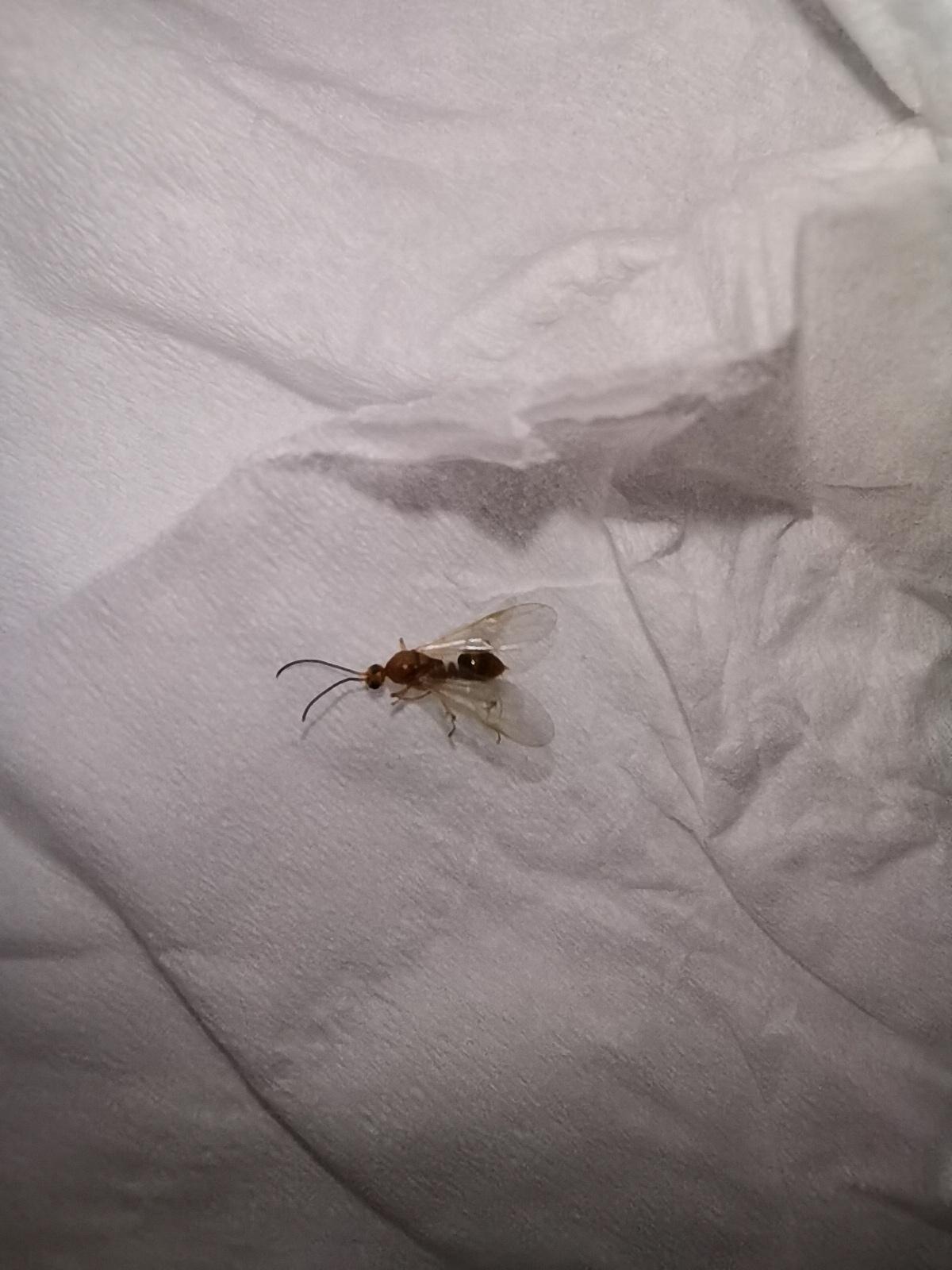 这种长翅膀的黄色蚂蚁是肿腿蜂还是飞蚂蚁？有什么危害？ - 聂燕琪的回答- 知乎