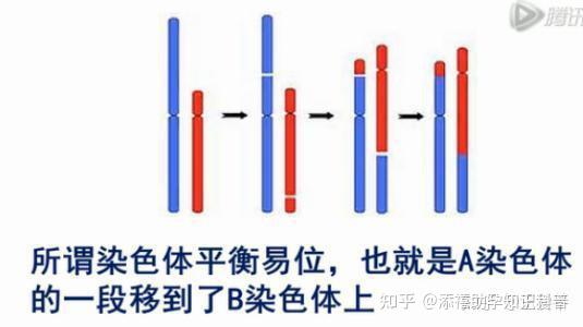 染色体结构变异易位图片