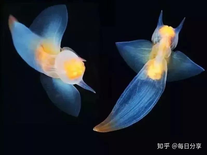 魔鬼的天使——“海天使” - 知乎