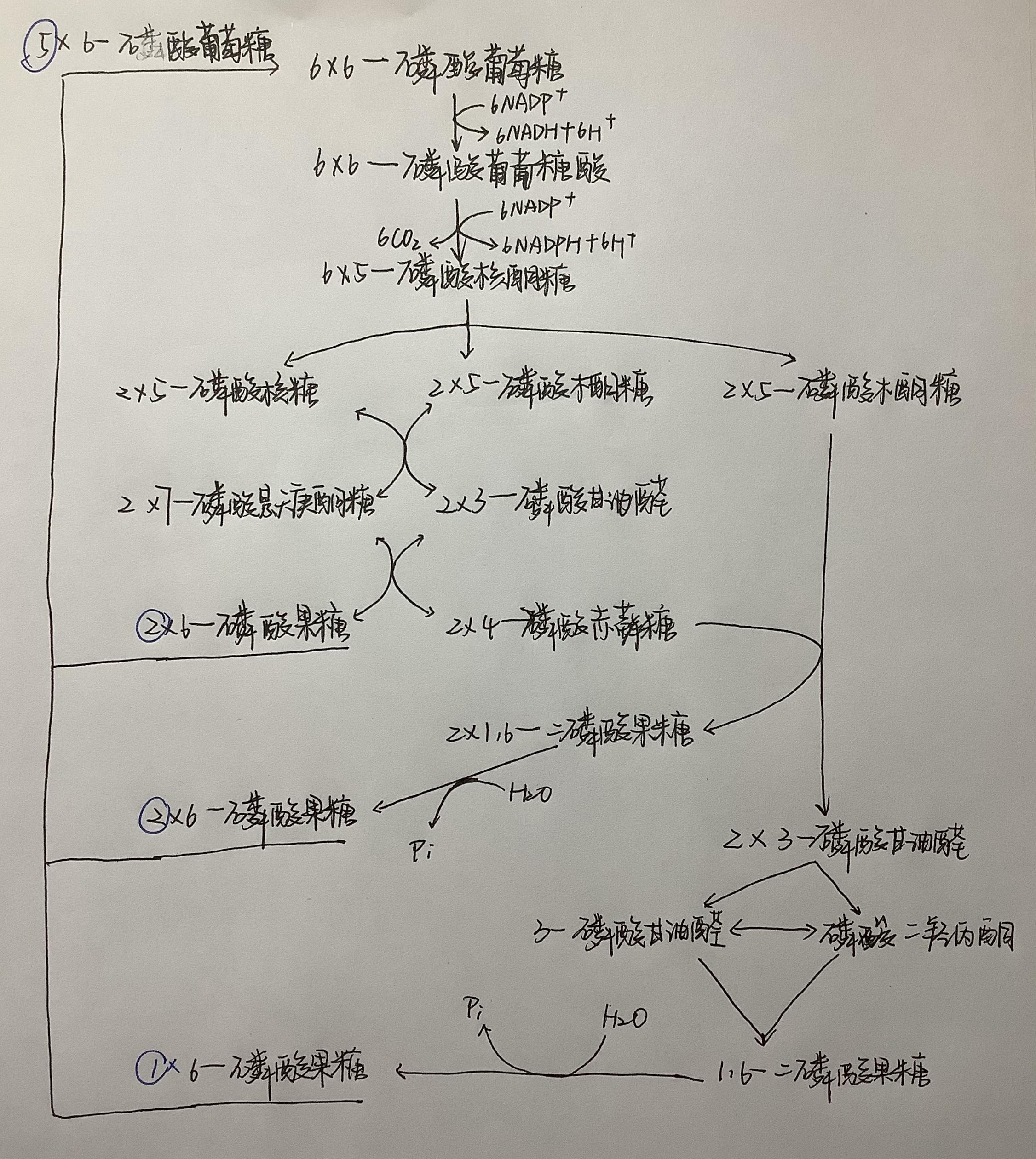 戊糖磷酸途径的疑问,为什么书上说6个6-磷酸葡糖分子通过戊糖磷酸途径