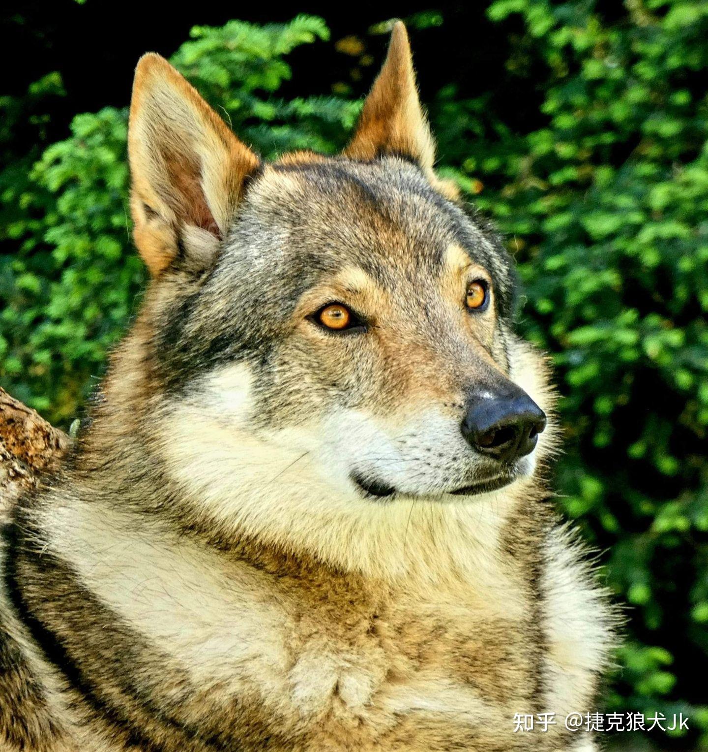 带你了解——纯种捷克狼犬的评定标准 - 知乎