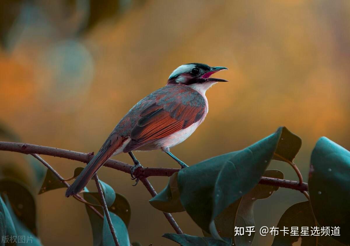 半夜咕咕咕咕是什么鸟