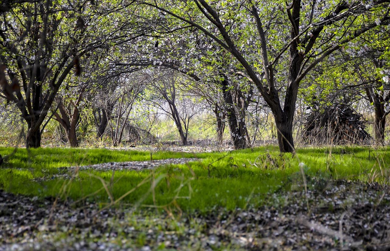 5. 千灯果园直采