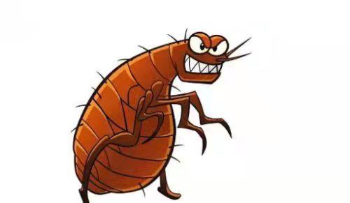 家里有跳蚤怎么根除