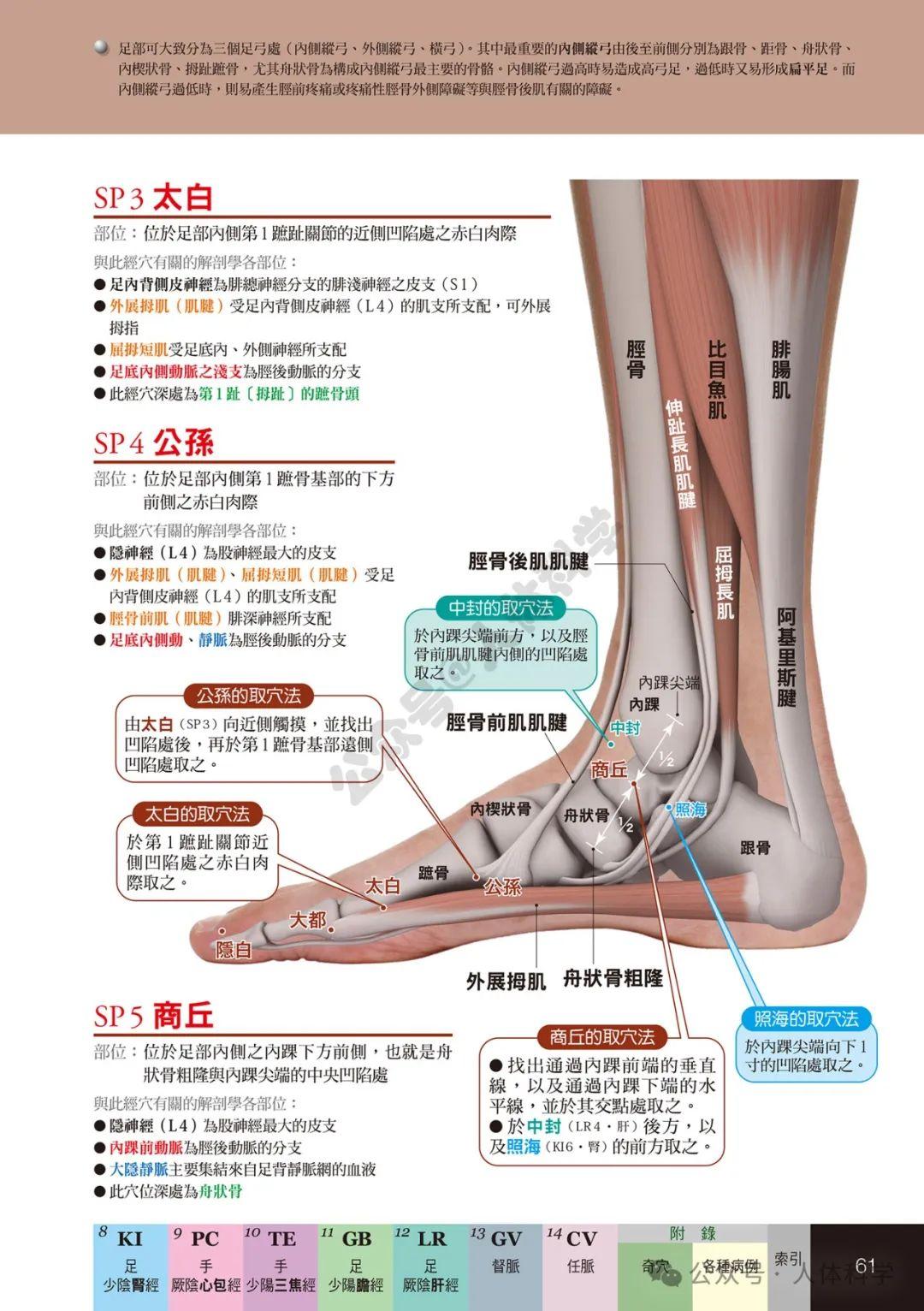 【经穴科学】中医解剖学全身穴位高清图集② - 知乎